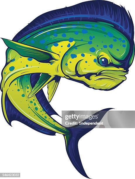 stockillustraties, clipart, cartoons en iconen met turning mahi mahi - goudmakreel