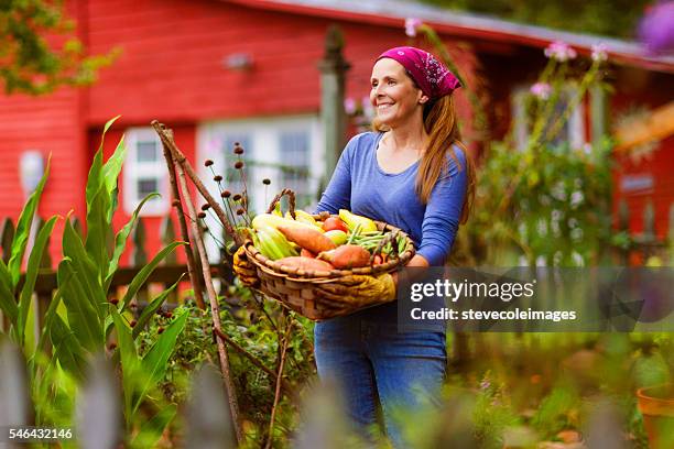 mature woman in garden - harvest basket stockfoto's en -beelden