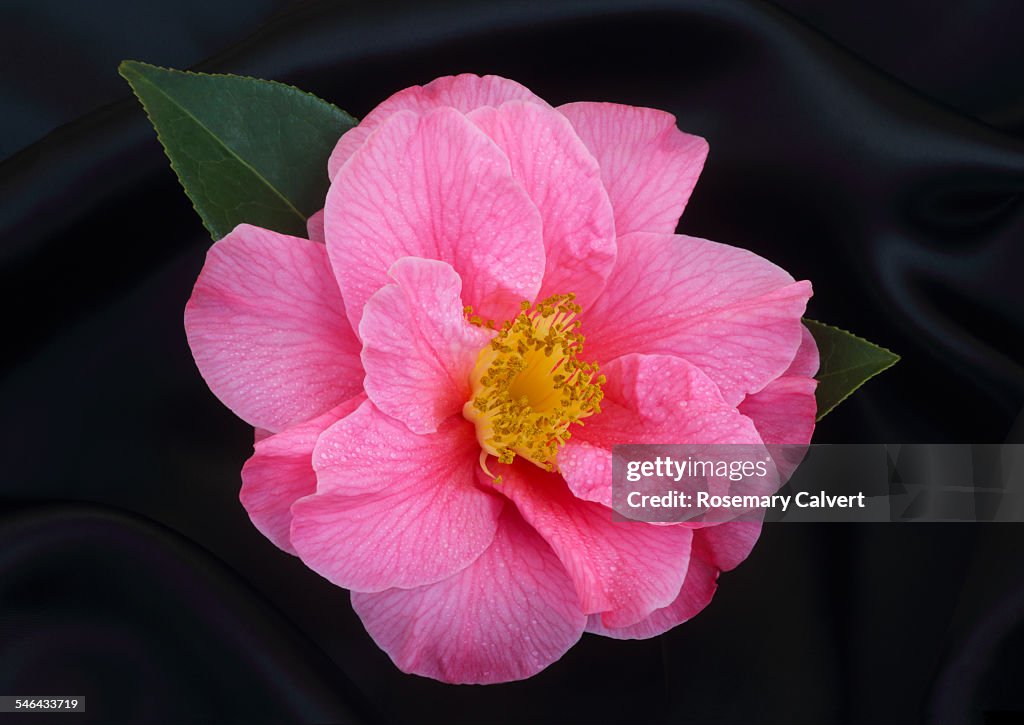 Black satin with bright pink camellia.