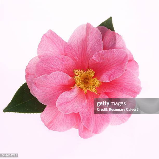 high key pink camellia on white in square format. - camellia bildbanksfoton och bilder