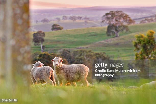 sheep on a farm in afternoon sun - schapenboerderij stockfoto's en -beelden