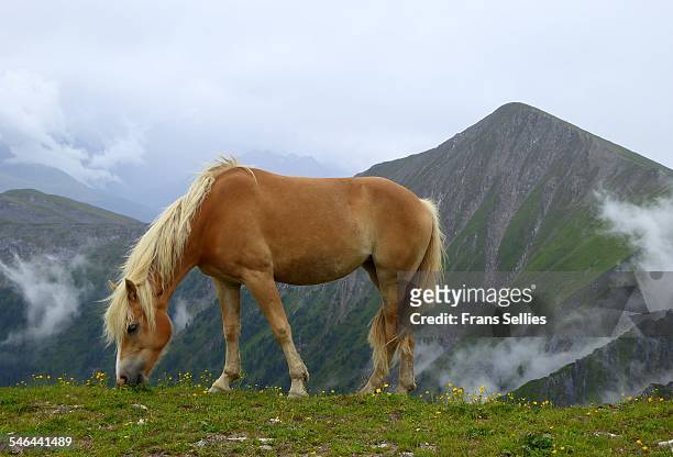 haflinger horse grazing at high altitude, austria - haflinger horse stock pictures, royalty-free photos & images