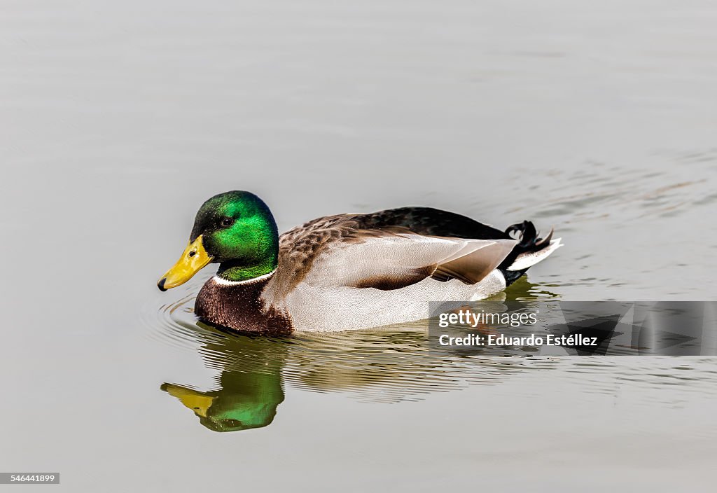 Mallard