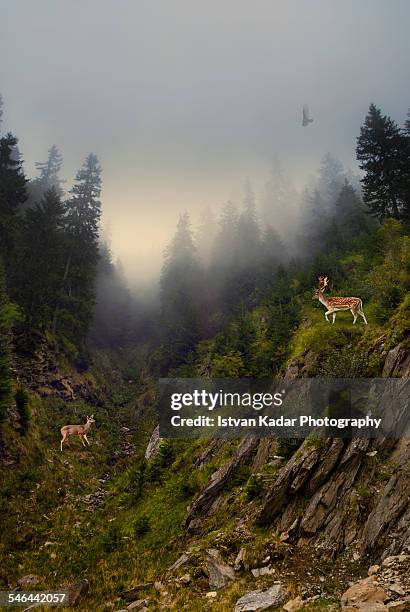 deer's rendezvous - fawn stock pictures, royalty-free photos & images