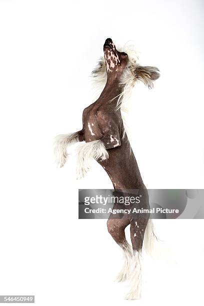 studio shoot of a chinese crested dog - begging animal behavior stock-fotos und bilder
