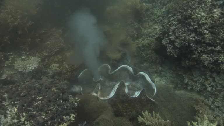 Clam Spawning 98 Giant Clam Stock Videos, Footage, & 4K Video Clips - Getty Images