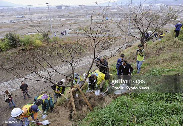 Japan - Members of a citizens' group begin planting cherry trees in a line connecting the furthest inland points reached by the March 11 tsunami in...