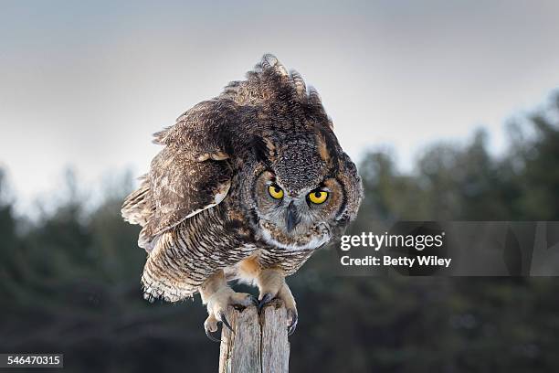 i'm looking at you - great horned owl stock pictures, royalty-free photos & images