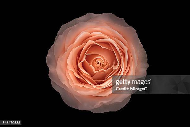 pink rose flower black background, overhead close-up view - roses stock-fotos und bilder
