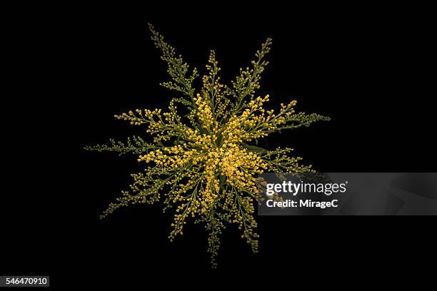 golden-rod flower black background, overhead close-up view - goldenrod stockfoto's en -beelden