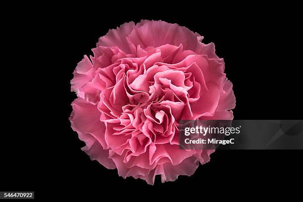 pink carnation flower black background, overhead close-up view - couleur de fond photos et images de collection