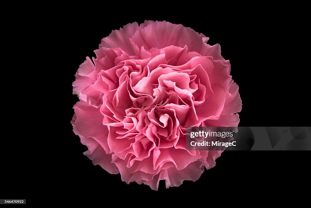 Pink Carnation Flower Black Background, Overhead Close-up View