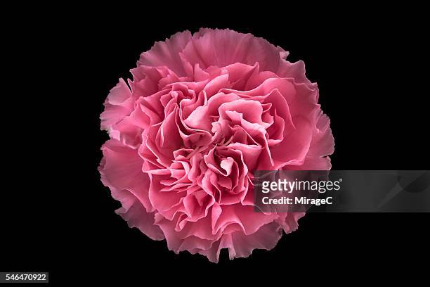 Pink Carnation Flower Black Background, Overhead Close-up View