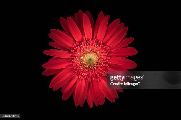 red daisy flower black background, overhead close-up view - classic round one stock pictures, royalty-free photos & images