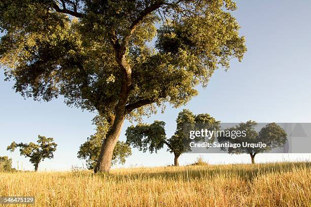 cork oaks in cereal fields in montado countryside - cork tree fotografías e imágenes de stock