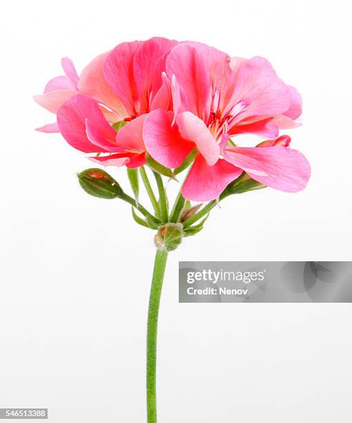 geranium pelargonium flowers - geranium stockfoto's en -beelden