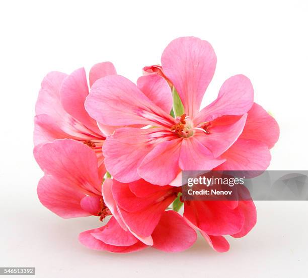 geranium pelargonium flowers - geranie stock-fotos und bilder