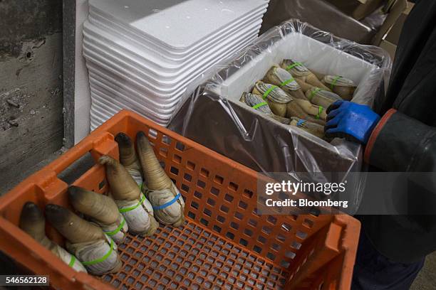 An employee packages geoducks for shipment at a Taylor Shellfish Co. Processing facility in Shelton, Washington, U.S., on Tuesday, May 10, 2016....