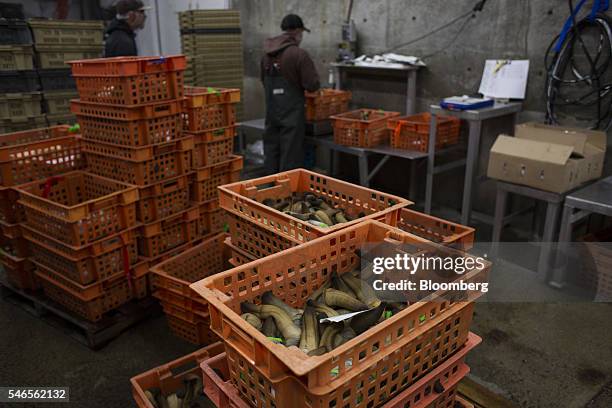 Workers weigh crates of geoducks before packaging at a Taylor Shellfish Co. Processing facility in Shelton, Washington, U.S., on Tuesday, May 10,...