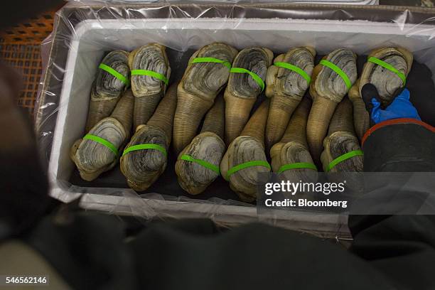 76 Clam Shell Package Stock Photos, High-Res Pictures, and Images ...