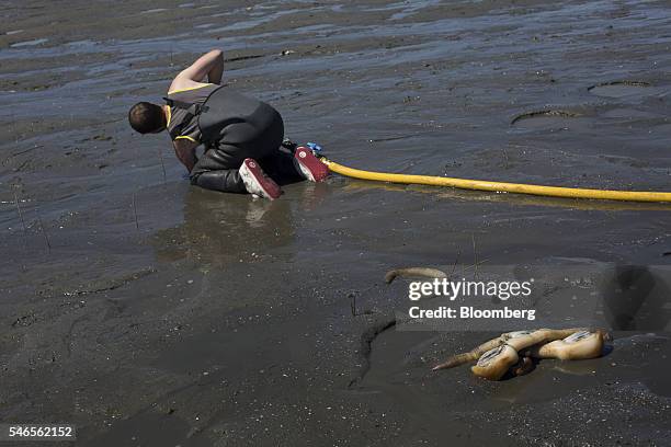 Geoducks sit as a worker searches through sand during harvest on a beach leased by Taylor Shellfish Co. Near Olympia, Washington, U.S., on Tuesday,...