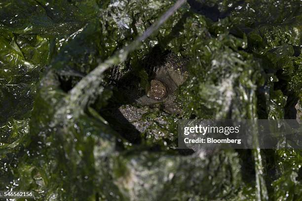 Geoduck siphon is seen inside of a seaweed-covered mesh tube used for growing on a beach leased by Taylor Shellfish Co. Near Olympia, Washington,...