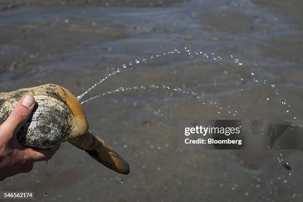 Worker holds a geoduck as it squirts water during harvest on a beach leased by Taylor Shellfish Co. Near Olympia, Washington, U.S., on Tuesday, May...