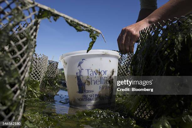 Worker plants geoducks into mesh tubes on a beach leased by Taylor Shellfish Co. Near Olympia, Washington, U.S., on Tuesday, May 10, 2016. Geoducks...