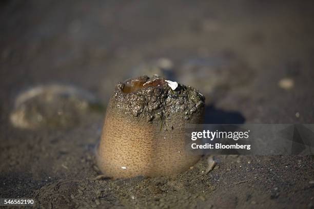 Geoduck siphon emerges through sand on a beach leased by Taylor Shellfish Co. Near Olympia, Washington, U.S., on Tuesday, May 10, 2016. Geoducks are...