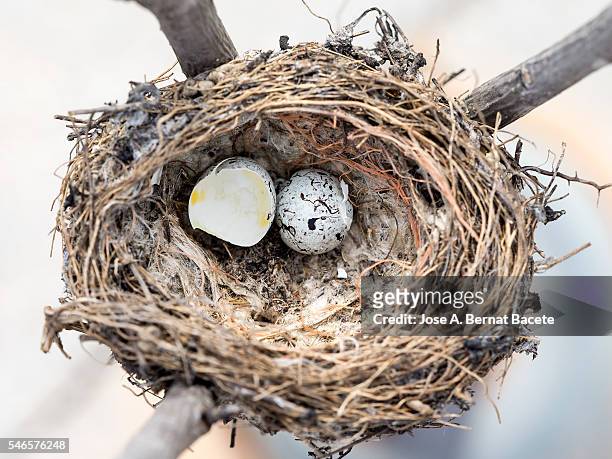 nest of bird with an egg i rotate on the branch of a tree - bird's nest fern stock pictures, royalty-free photos & images