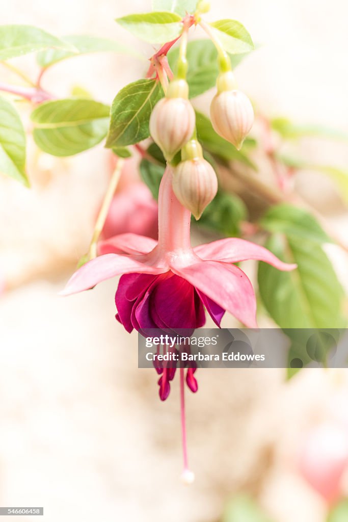 A 'Paula Jane' Fuchsia