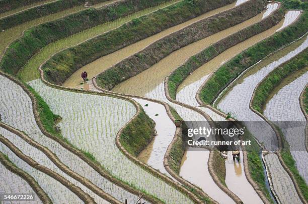 planting paddy seeds - sweatshop stock-fotos und bilder