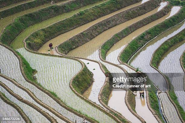 planting paddy seeds - labor intensive production line stock pictures, royalty-free photos & images