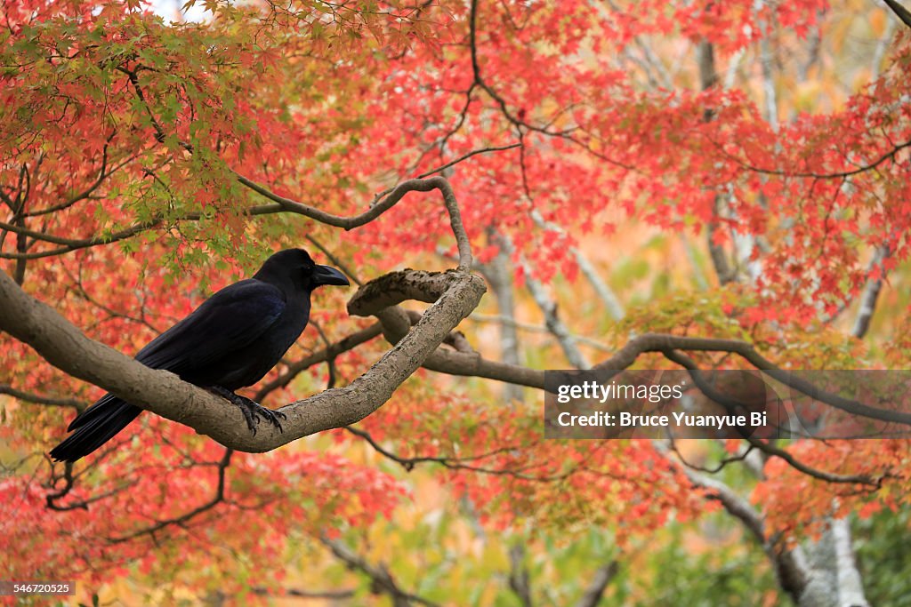 A crow on maple tree