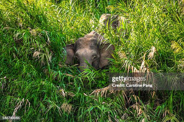 210 Kinabatangan Wildlife Sanctuary Photos and Premium High Res Pictures - Getty Images 210 Kinabatangan Wildlife Sanctuary Photos and Premium High Res Pictures - Getty Images