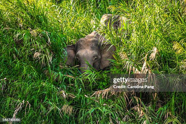 borneo pygmy elephants among the bushes. - borneo rainforest stock pictures, royalty-free photos & images