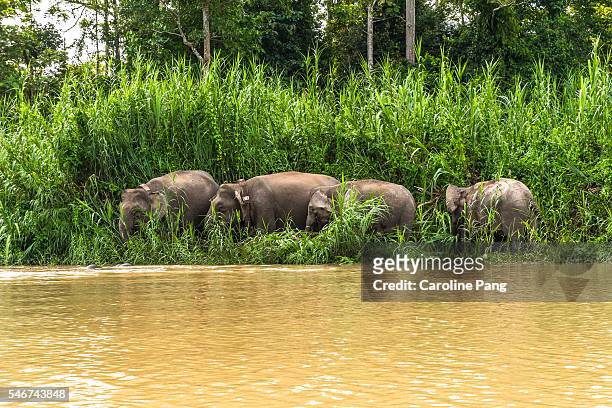 herd of borneo pygmy elephants grazing at the riverbank. - river kinabatangan stock pictures, royalty-free photos & images