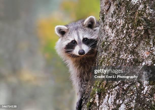 raccoon on a tree - guaxinim imagens e fotografias de stock