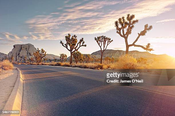 curved road with sunrise flare - joshua tree stock pictures, royalty-free photos & images