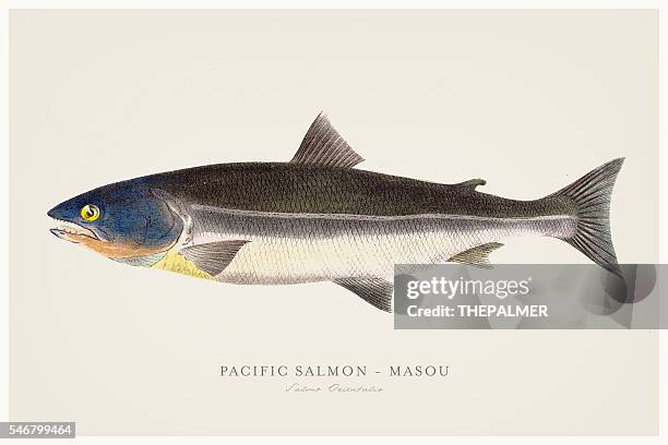 pacific salmon illustration 1856 - salmon stock illustrations