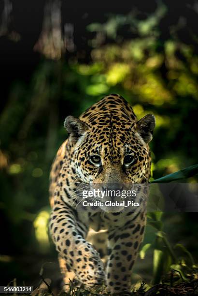 jaguar - jungle animal stockfoto's en -beelden