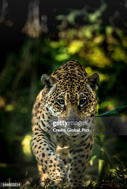 jaguar - amazon jungle stock pictures, royalty-free photos & images