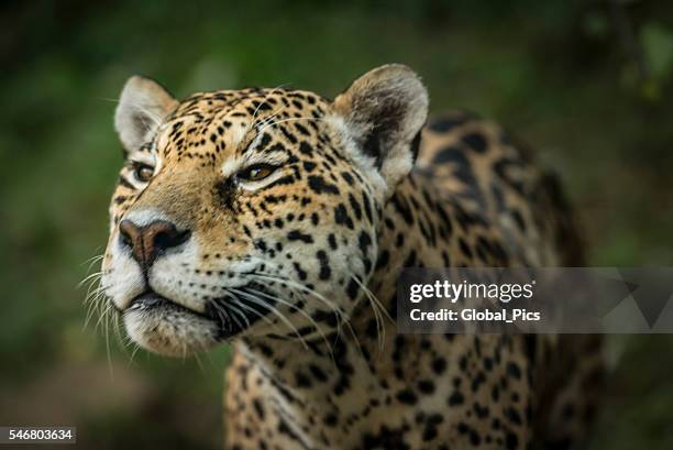 jaguar - mata atlantica stock pictures, royalty-free photos & images