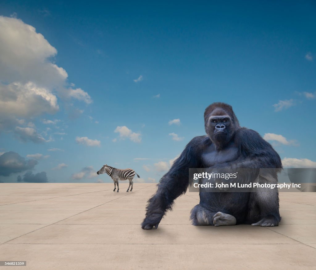 Wild animals on flat concrete ground under blue sky