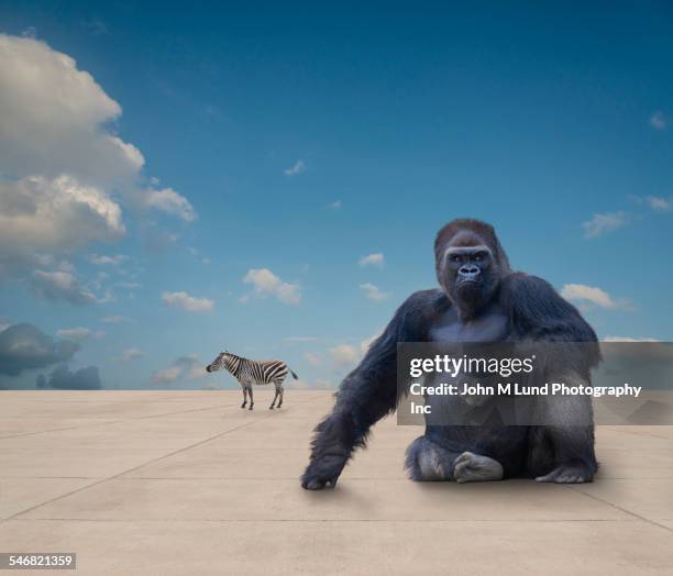 wild animals on flat concrete ground under blue sky - gorilla stock pictures, royalty-free photos & images