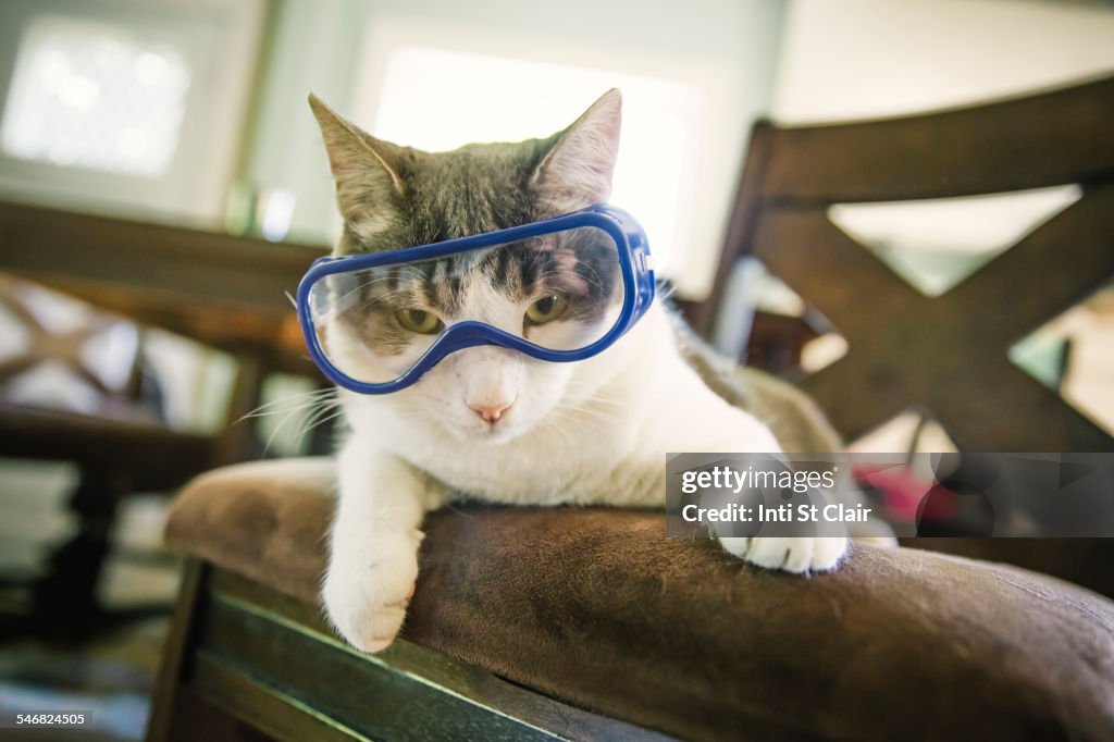 Cat wearing goggles on dining room chair