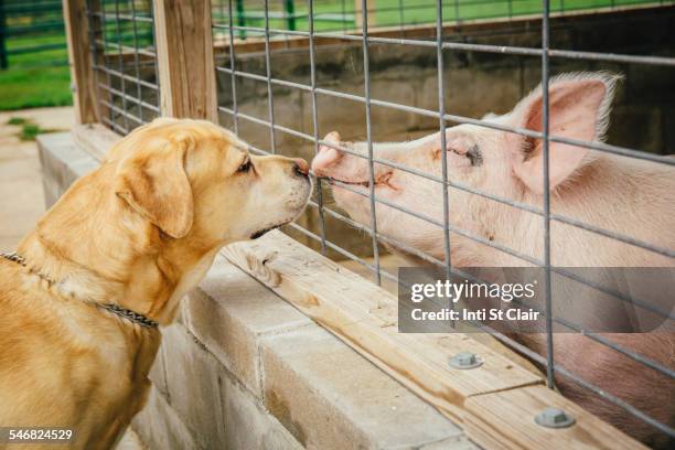 dog and pig sniffing each other through fence - pocilga imagens e fotografias de stock