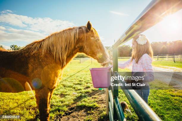 caucasian girl feeding horse on ranch - daily bucket foto e immagini stock