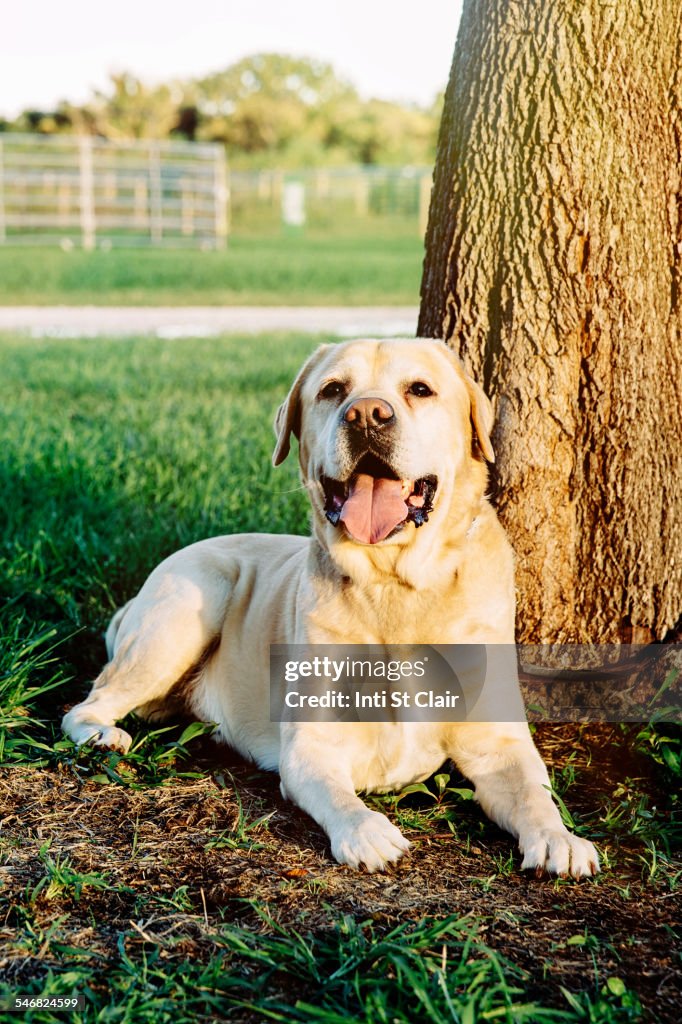 Panting dog sitting under tree