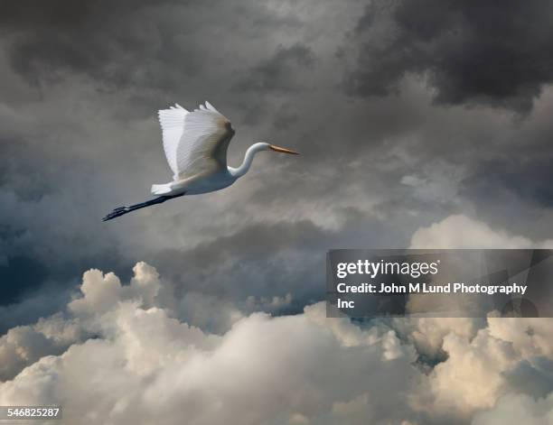 stork flying in cloudy sky - stork stock pictures, royalty-free photos & images